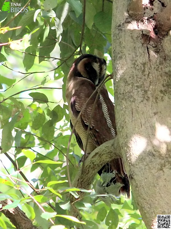 Brown Wood Owl